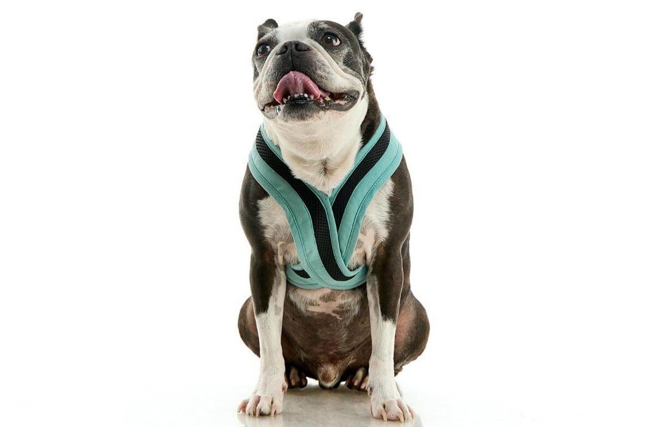 A dog wearing a deep V-neck harness that sits low on the chest, avoiding pressure on the neck and redistributing pulling force to the chest and shoulders.