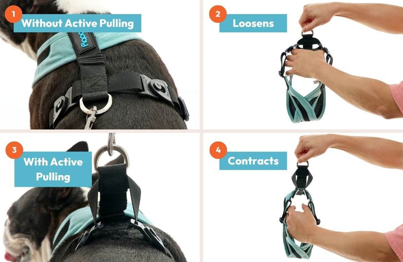 A four-part visual guide demonstrating the Gooby harness’s features, showing how it loosens and contracts to prevent dogs from escaping during sudden leash pulls.