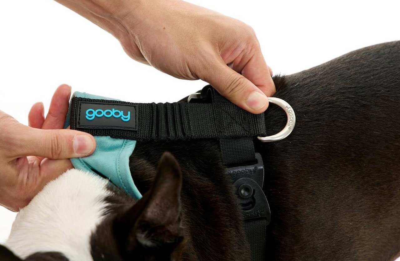 Close-up of a person’s hand attaching a black and teal Gooby harness to a dog, highlighting its shock-absorbing mechanism