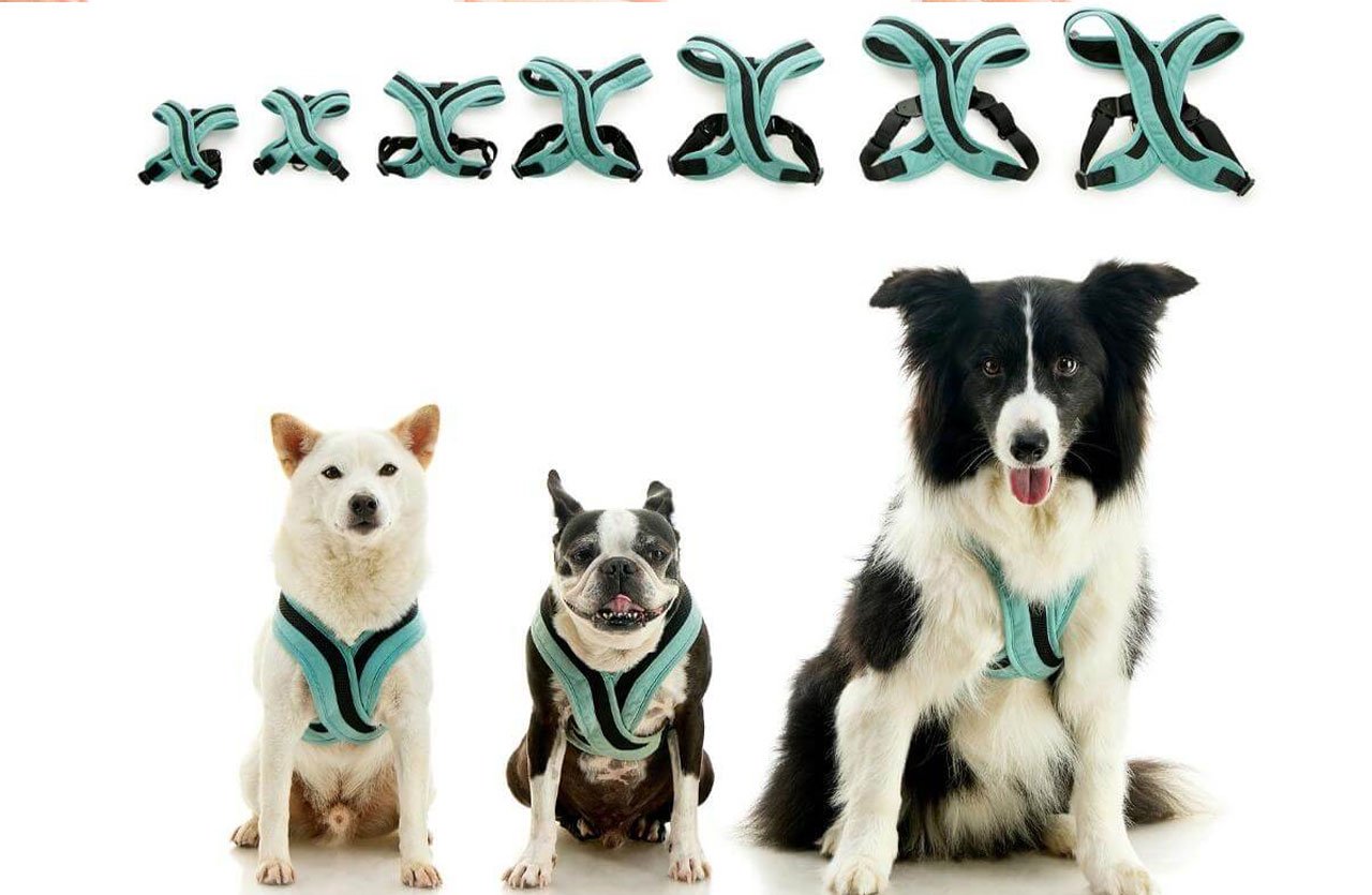 Three dogs of varying sizes and breeds wearing similar harnesses, illustrating the range of sizes from 2XS to 2XL