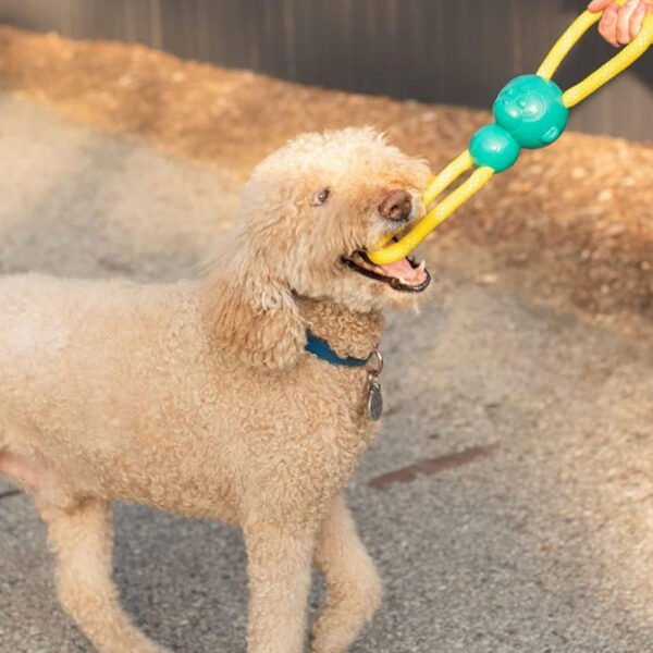 A joyful poodle playing with a ZippyTuff Monkey RopeTugz® dog toy, featuring a bright green monkey on a yellow rope.