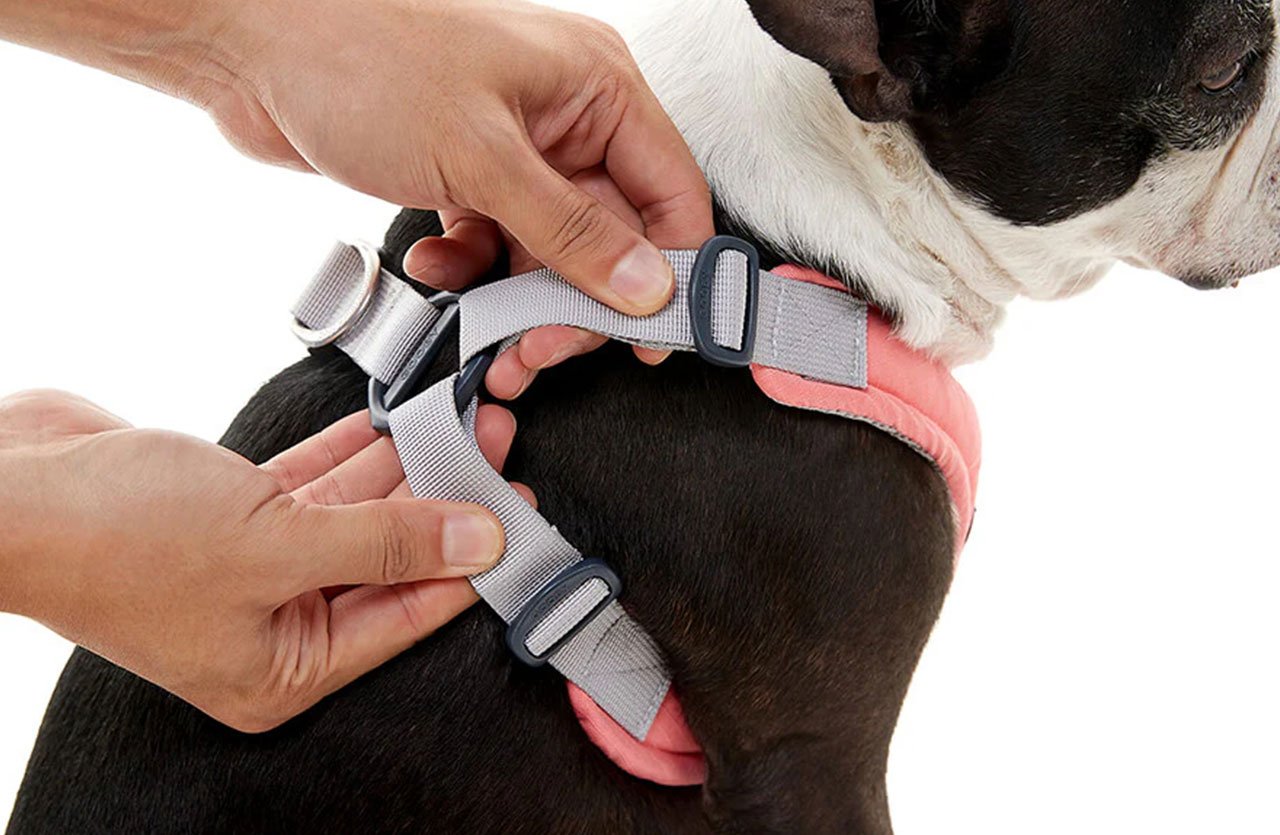 Close-up of hands adjusting a four-point harness on a dog, showing the neck and chest adjustment points.