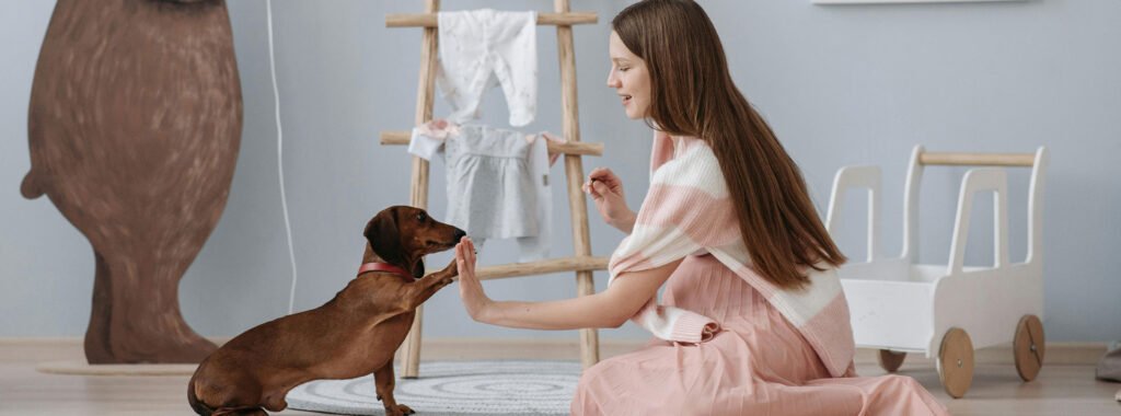 A small brown dog wearing a red collar sits attentively in a cozy room, facing a person offering a treat, with children’s toys and a cat tree in the background.