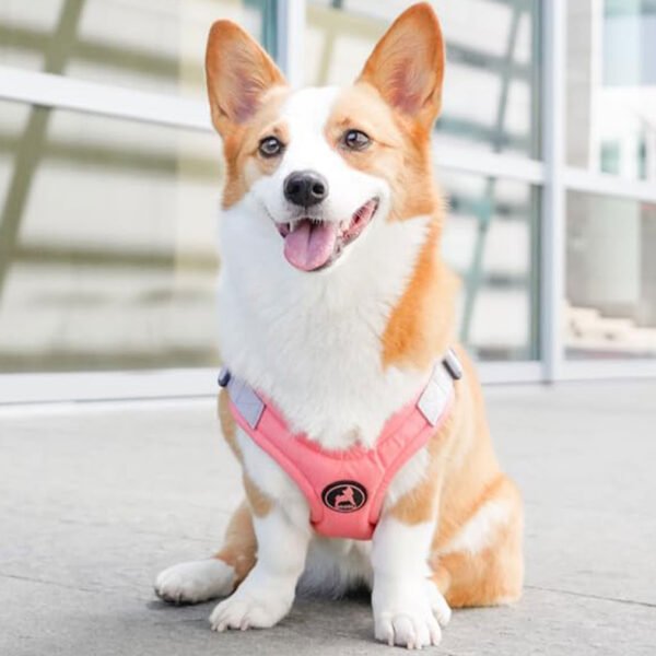 A corgi wearing a pink Gooby memory foam step-in harness, demonstrating the fit and style on a concrete background