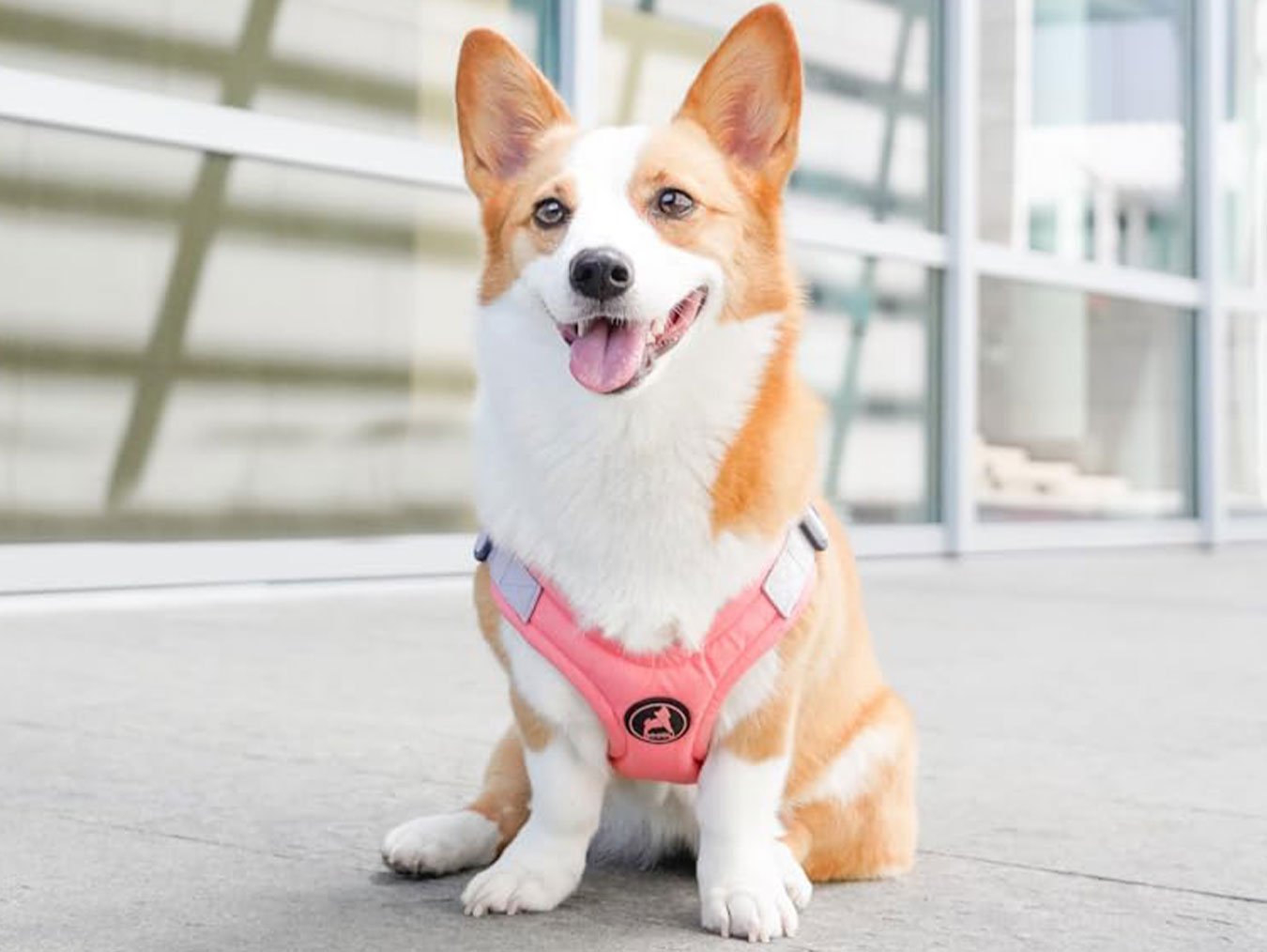 A corgi wearing a pink Gooby memory foam step-in harness, demonstrating the fit and style on a concrete background