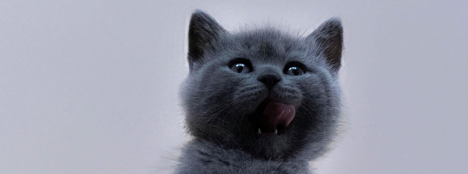 A gray kitten with bright eyes and a playful tongue out, symbolizing the joy and satisfaction pets find in our quality treats