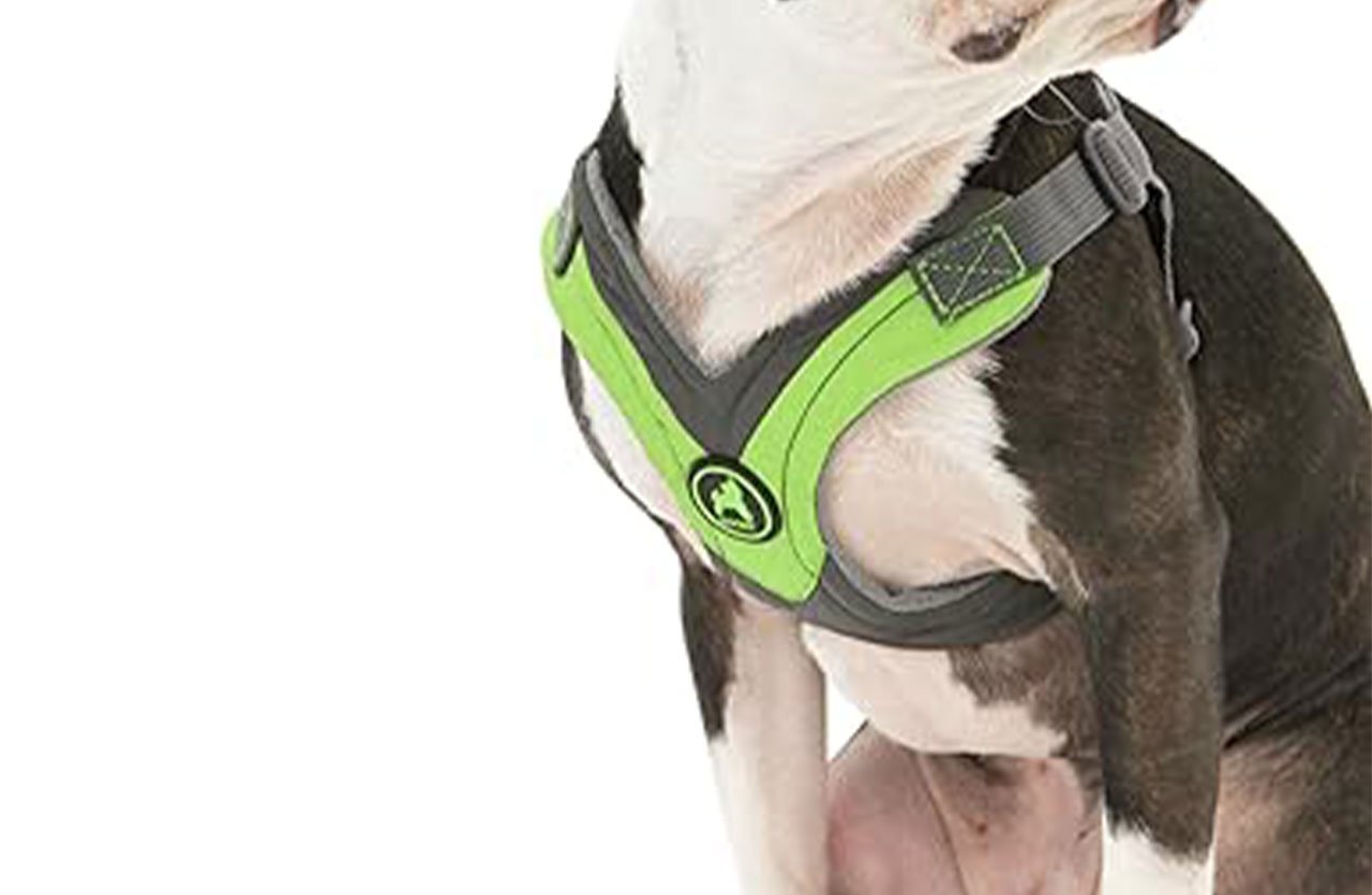 Close-up of a dog wearing a Gooby trekking harness with a V-neck opening and X-shape design, distributing force around the shoulder and below the neck