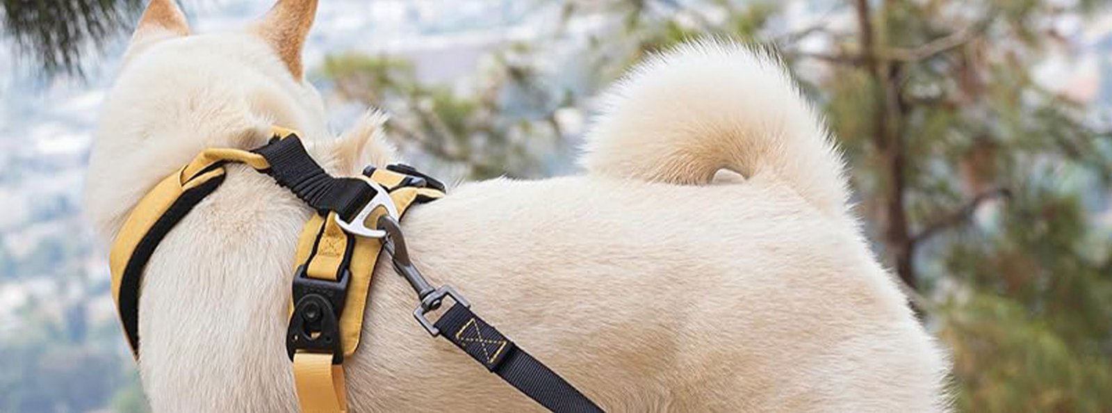 A cream-colored dog wearing a sturdy yellow and black harness, looking out over a blurred natural landscape.