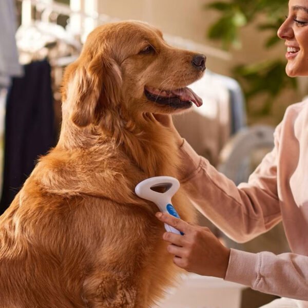 Golden retriever being groomed with JW Gripsoft undercoat rake by a person indoors