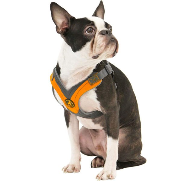 A small black and white dog wearing a Gooby Trekking Harness in gray and orange, featuring a front D-ring for no-pull training.