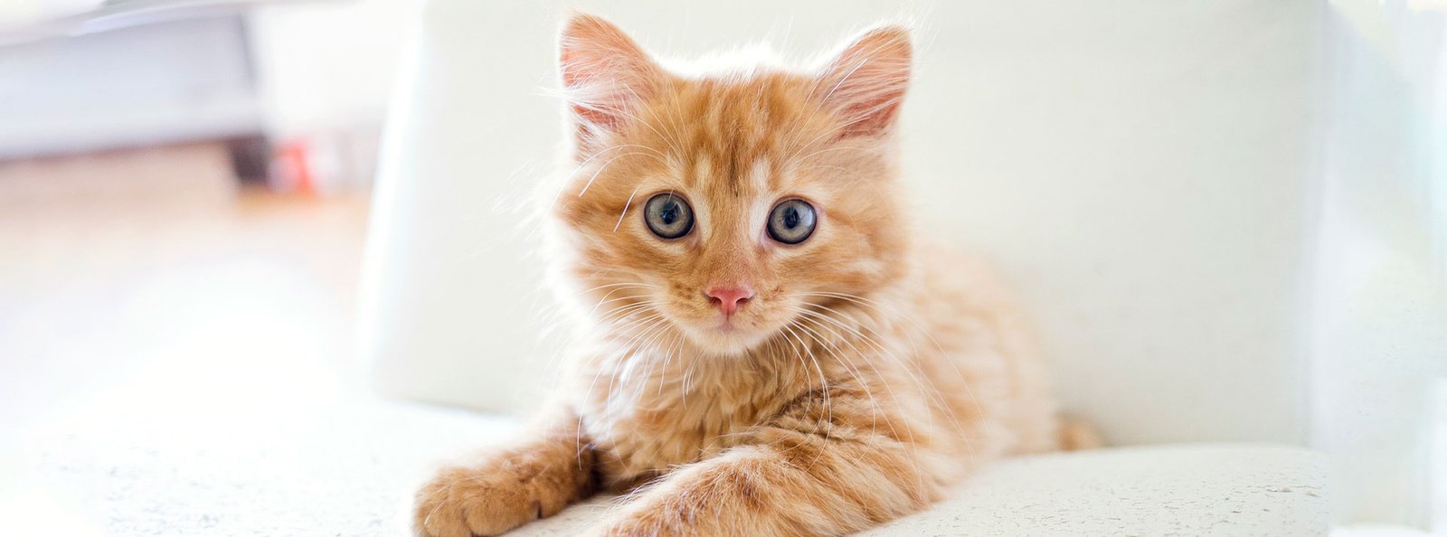 An adorable orange tabby kitten with striking blue eyes lounges on a soft white surface, embodying health and vitality.