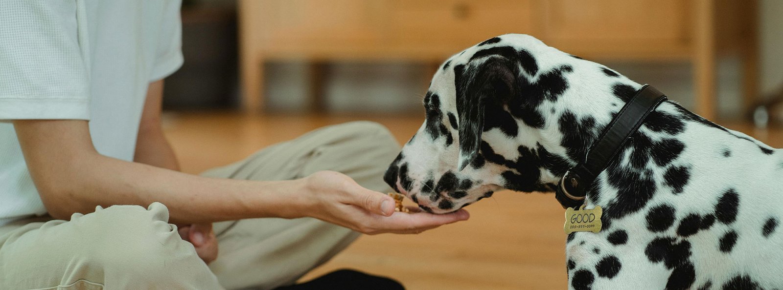 Dalmatian dog being hand-fed by its owner, showcasing the bond between pets and their humans.