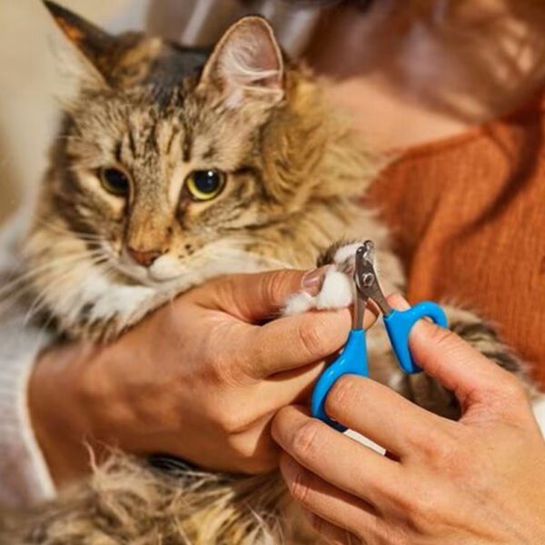 A person trimming a cat’s claws using blue-handled JW Gripsoft Cat Nail Clippers.