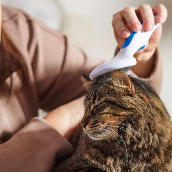 A person using a white and blue JW Gripsoft Slicker Brush to groom a tabby cat’s head, showcasing the brush’s ergonomic design and effectiveness.