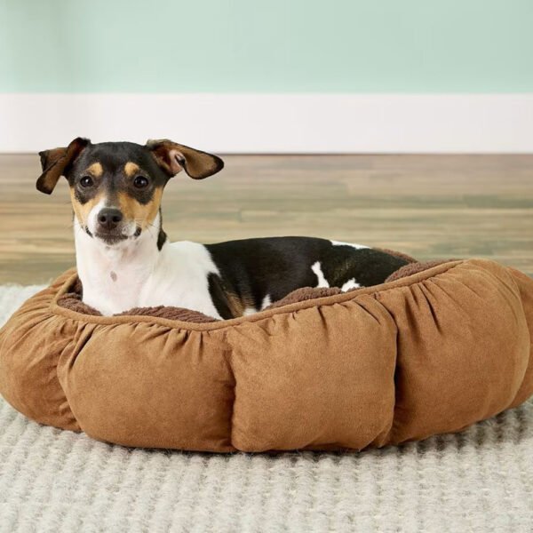 A small, black and white dog lounging comfortably in a puffy, round, brown Aspen Pet bed placed on a light grey carpet with a green wall in the background.