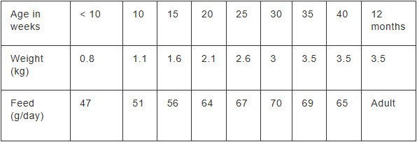 Feeding guide chart for cats based on weight and age, detailing recommended daily feeding amounts in grams.