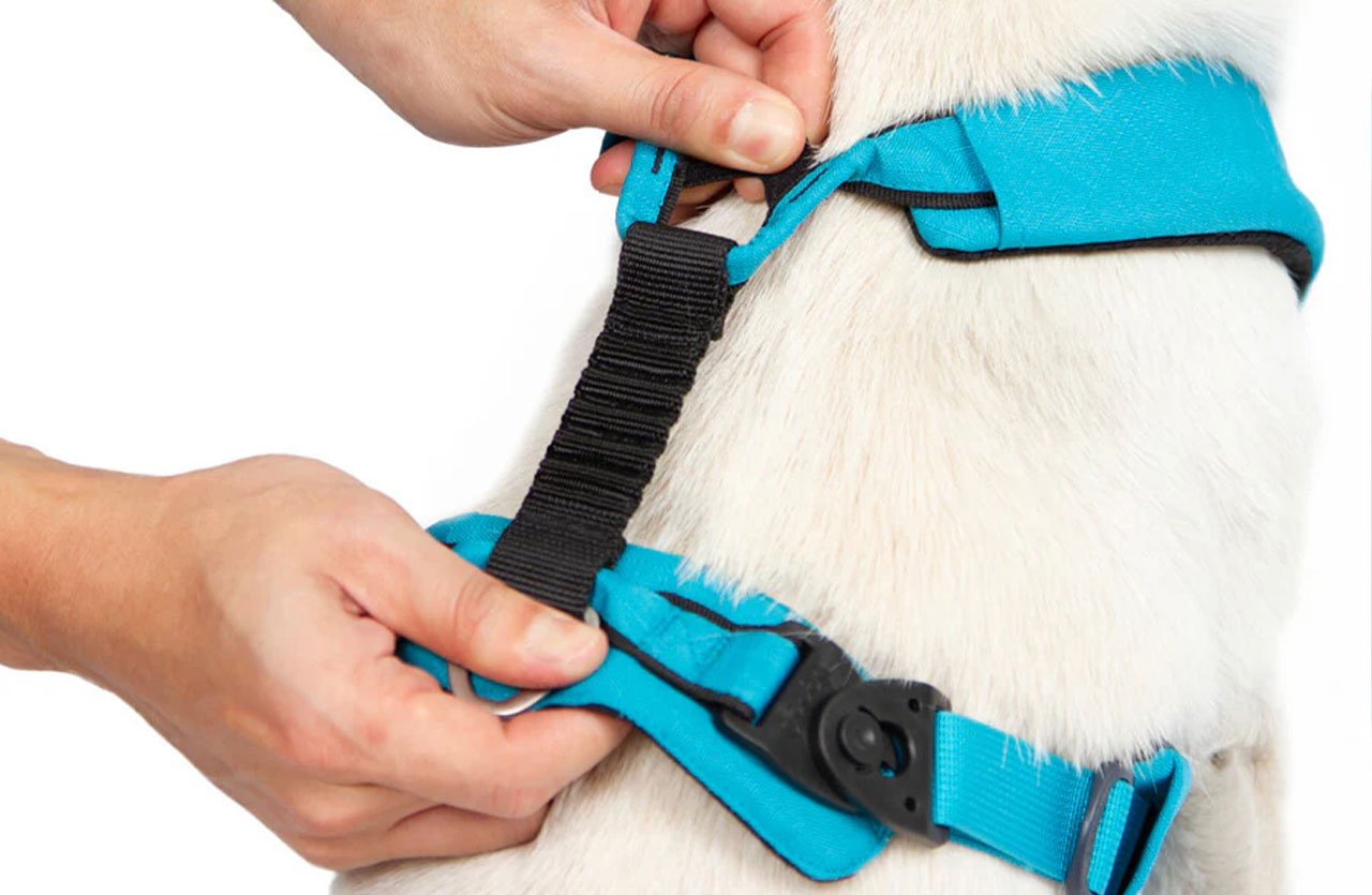 Close-up of hands adjusting a bright blue shock-absorbing dog harness on a white-furred dog.