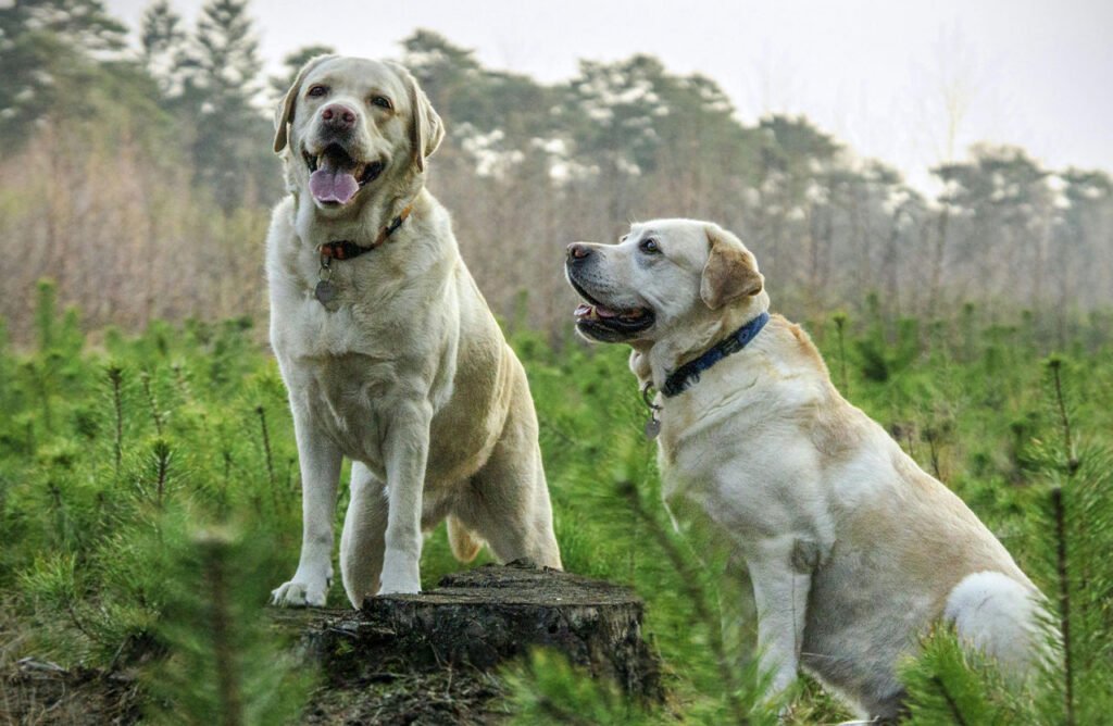 Two adult Labrador Retrievers sitting outdoors, one on a tree stump and the other on the ground, enjoying a natural setting.