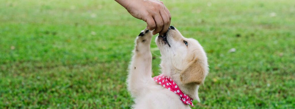 Golden retriever puppy wearing a red bandana reaching for a treat from a human hand