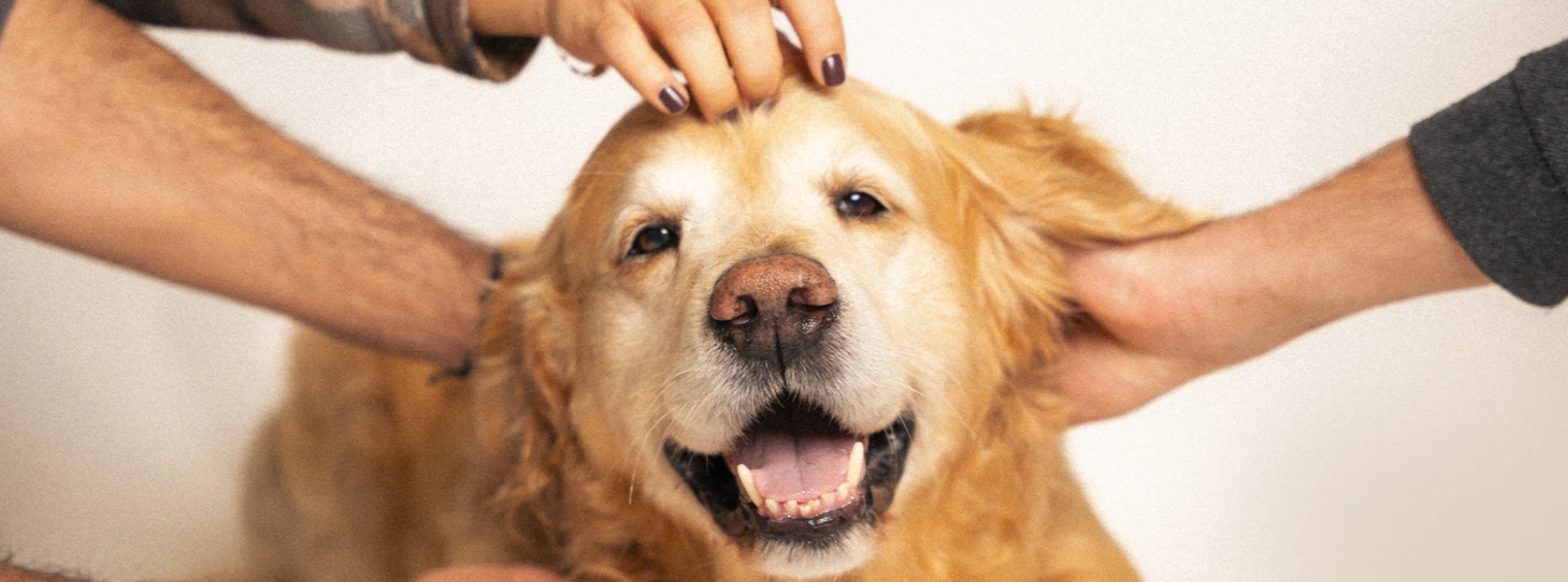 Four hands of three different people petting a golden retriever as the dog smiles and enjoys being pampered