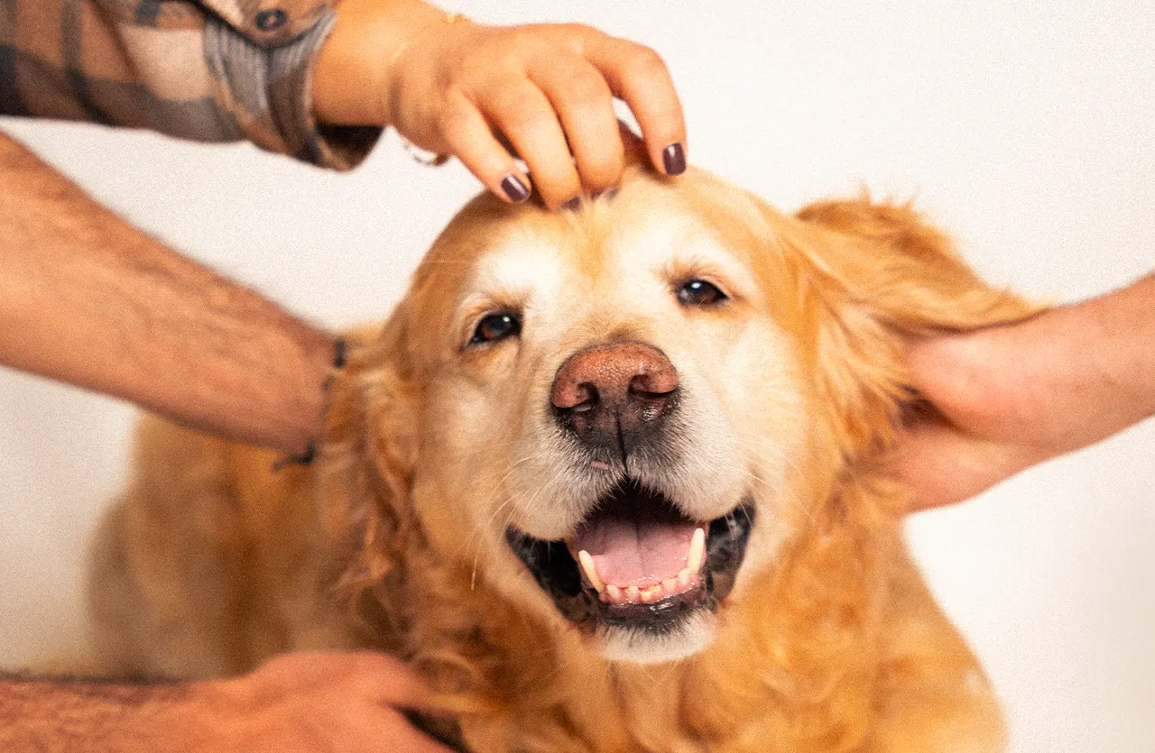 Four hands of three different people petting a golden retriever as the dog smiles and enjoys being pampered