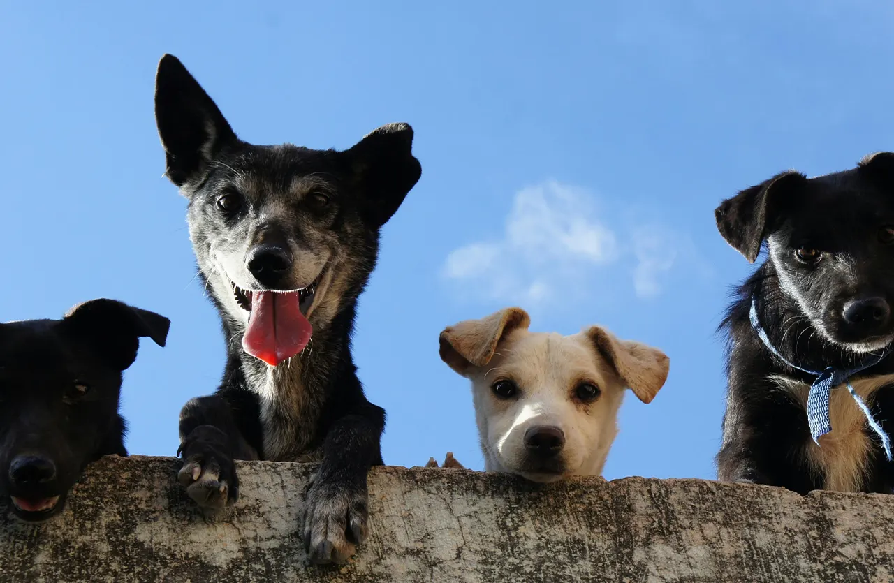 Four different dogs looking down, indicating that the complete care kit is safe for all dogs.