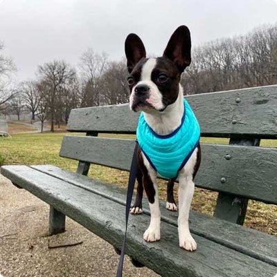 A small dog, possibly a Boston Terrier, standing on a wooden bench wearing a bright blue Gooby harness, set in an outdoor park area.
