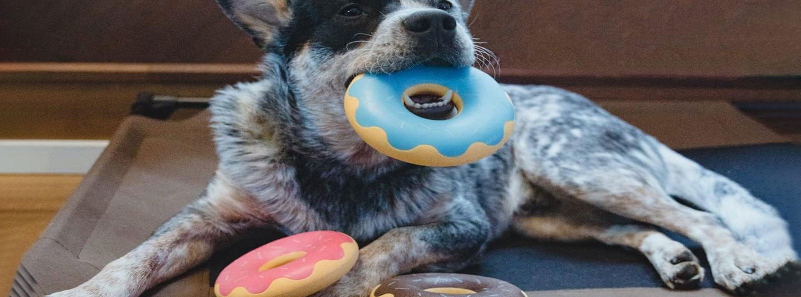 Speckled dog lying on a brown surface with a blue and white donut-shaped chew toy in its mouth, surrounded by colorful donut toys