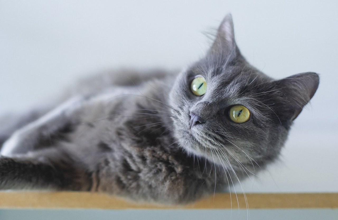 A serene gray cat with striking yellow eyes lounging on a ledge, showcasing a soft, shiny, and well-groomed coat that reflects the benefits of using an all-in-one pet shampoo.