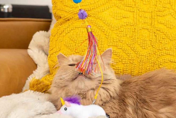 An orange cat engaging with a ZippyStick Unicorn cat toy wand, featuring vibrant multicolored ribbons and a plush unicorn attachment.