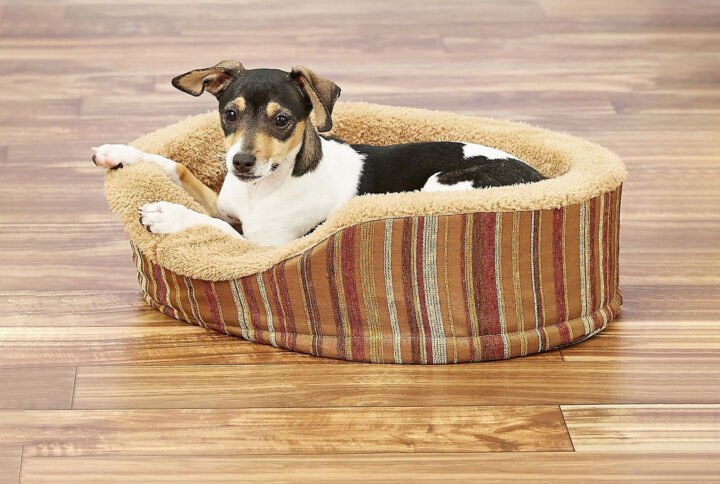 A small dog with a black and white coat lounging comfortably in an oval-shaped Petmate bolster bed, featuring a plush beige interior and a striped exterior in shades of brown, tan, and red.