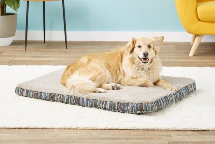 Golden retriever lying contentedly on an Aspen Pet orthopedic dog bed featuring a removable striped cover in a cozy home setting.