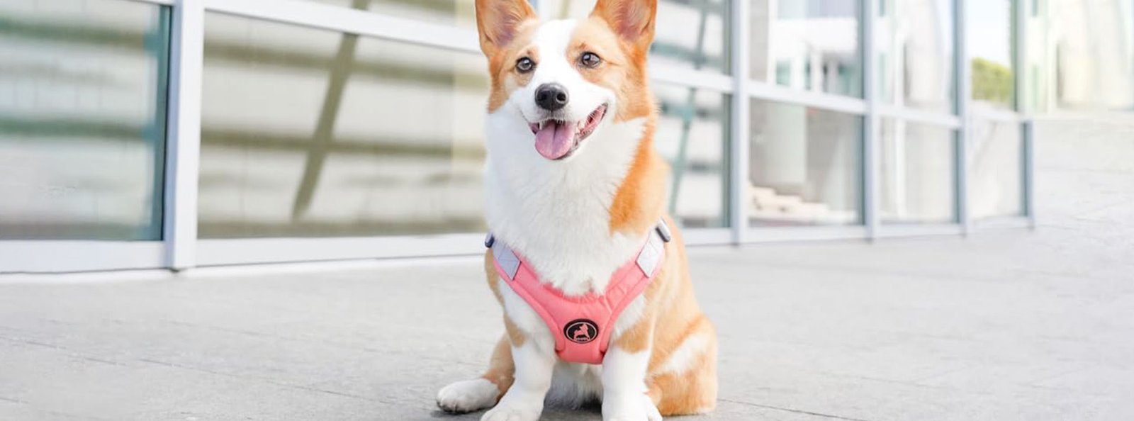 A small dog wearing a snug, pink harness stands confidently on a sidewalk, showcasing the blend of safety and style for pets.