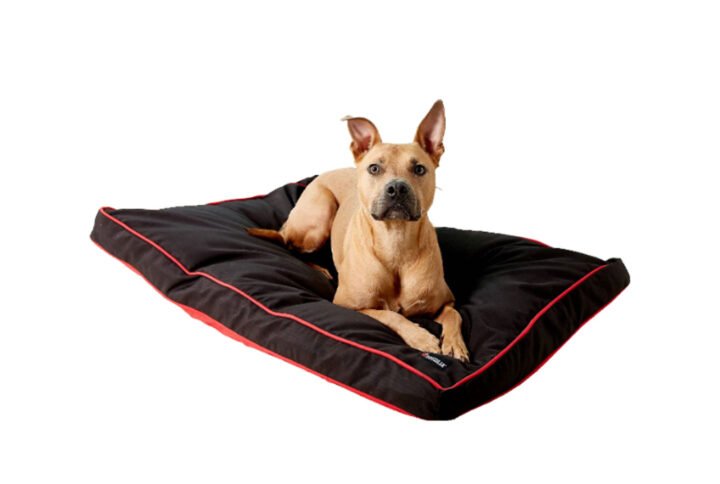 A tan dog lying on a black Dogzilla Gusset Pillow Dog Bed with red piping and a visible Petmate logo