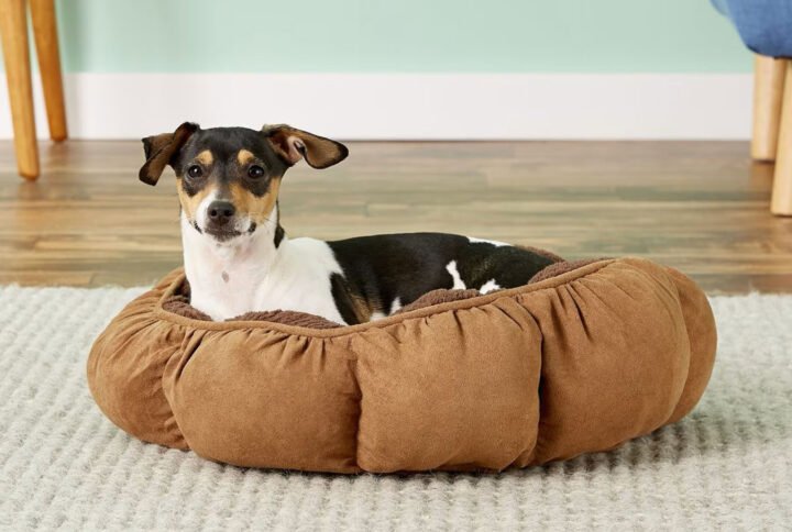 A small, black and white dog lounging comfortably in a puffy, round, brown Aspen Pet bed placed on a light grey carpet with a green wall in the background.