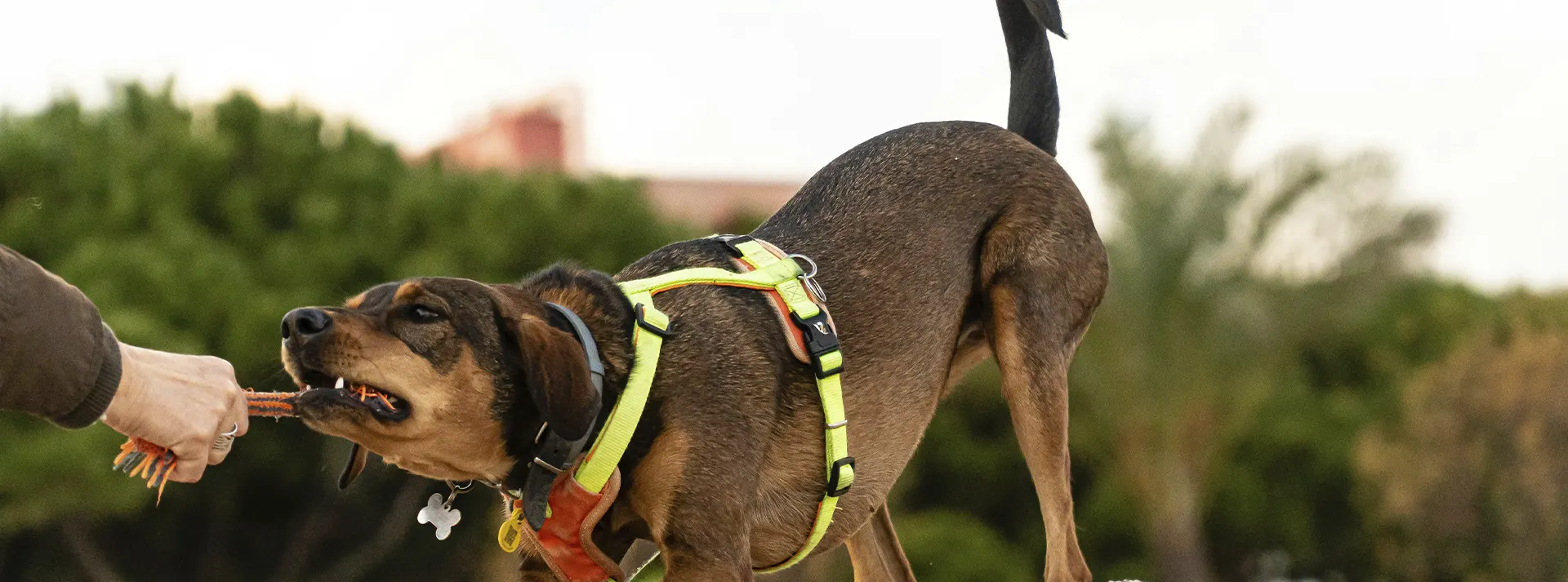 A dog vigorously pulling on a rope toy, demonstrating the energy and strength gained from Monello Premium Dog Dry Food's high-protein beef formula.