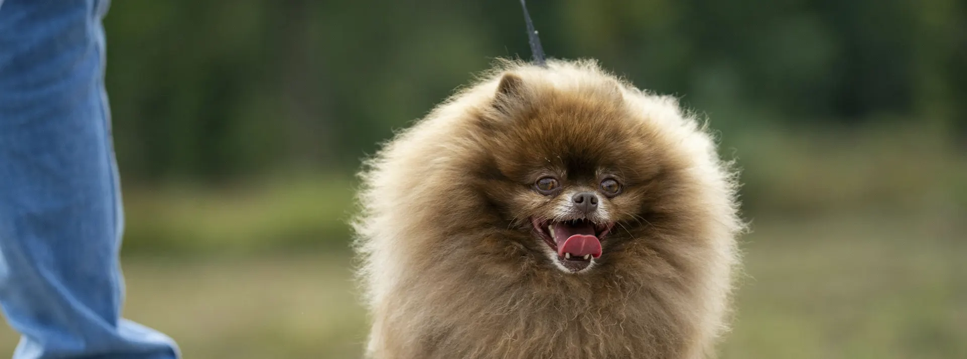 A lively Pomeranian with its tongue out, symbolizing the improved digestion, healthier teeth, and shinier coat provided by Monello Premium Dog Small Breed Dry Food with Beef, Rice & Beet.