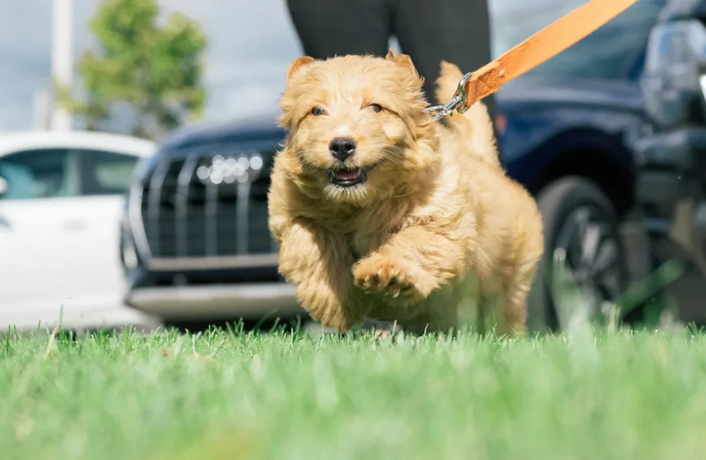 A small, scruffy, light brown terrier-type dog running on grass, looking at the camera. This image symbolizes advanced digestive support for a healthy gut, a key benefit of Euro Premium Adult DIGESTION+ Fresh Duck.