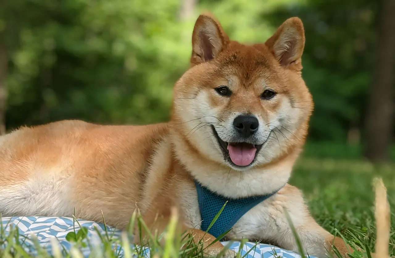 A happy Shiba Inu dog with its tongue out, wearing a blue harness and lying on a blue and white patterned surface outdoors, representing the everyday health and gentle nutrition offered by Amity Premium Dog Dry Food Chicken & Rice.