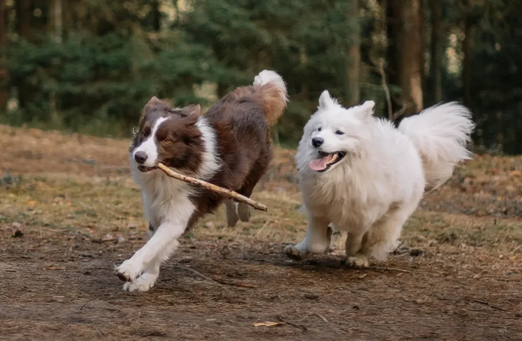 A brown and white Border Collie carrying a stick, running alongside a white Samoyed dog in a natural wooded setting, representing the efficient digestion and maximum nutrient absorption offered by Amity Premium Dog Dry Food High Performance.