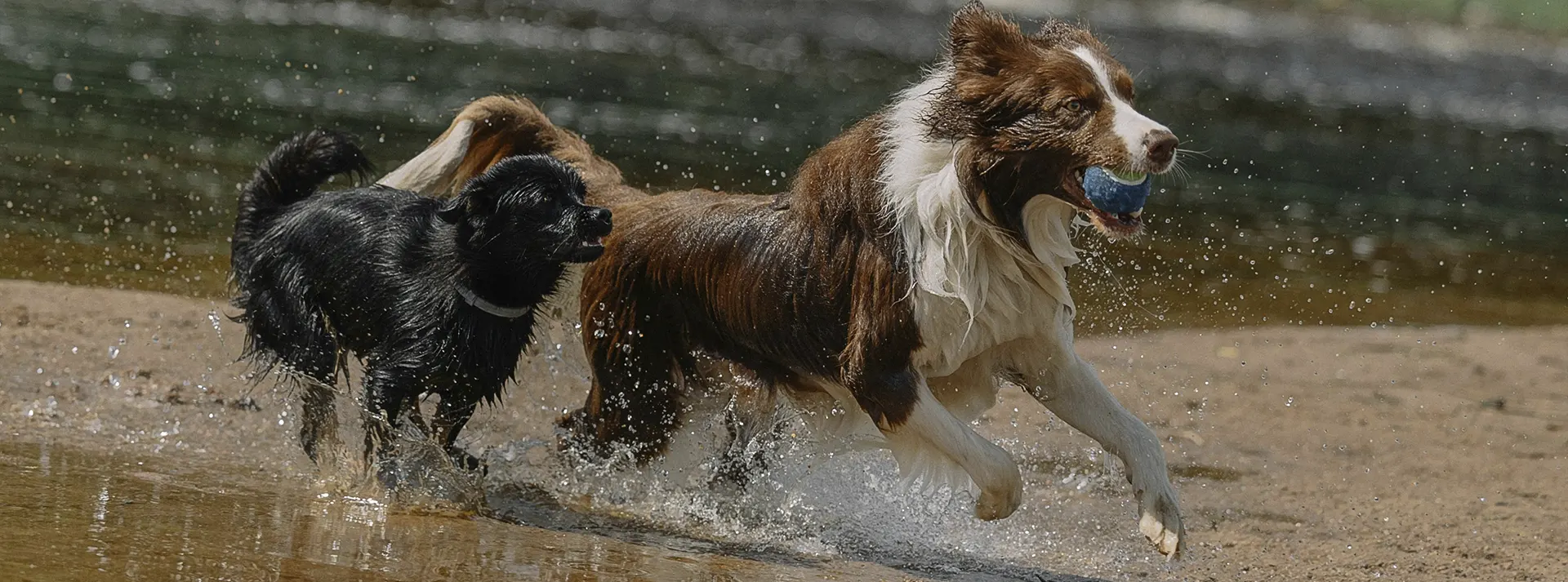 Two energetic dogs, a brown and white Border Collie and a black smaller dog, splashing and running through shallow water, showcasing the strength and stamina fueled by Amity Premium Dog Dry Food High Performance with 32% protein.