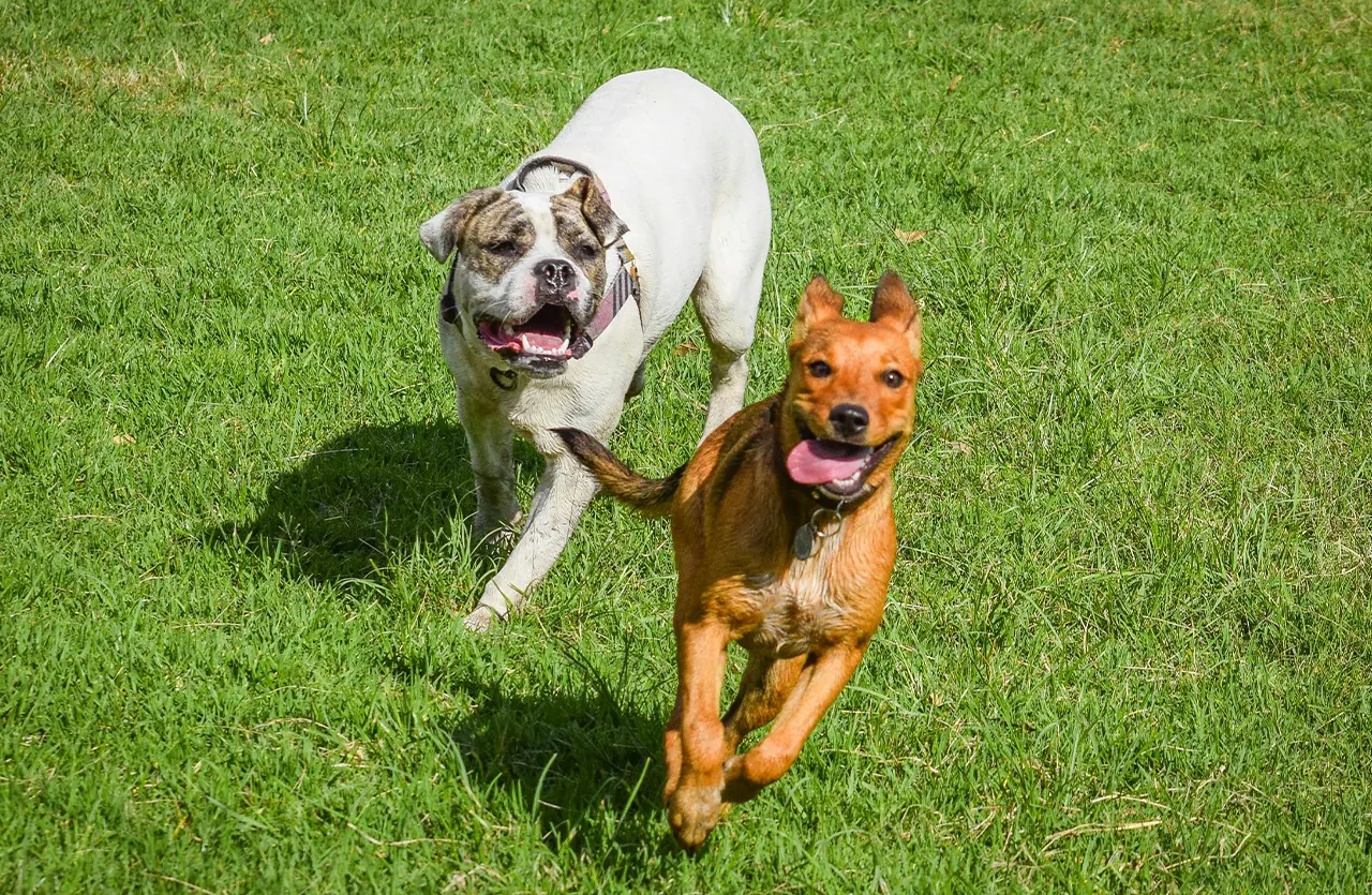 A white American Bulldog and a reddish-brown mixed-breed dog enthusiastically running across a green grassy field, illustrating the vitality and endurance that Amity Premium Dog Dry Food High Performance provides for active and working dogs.
