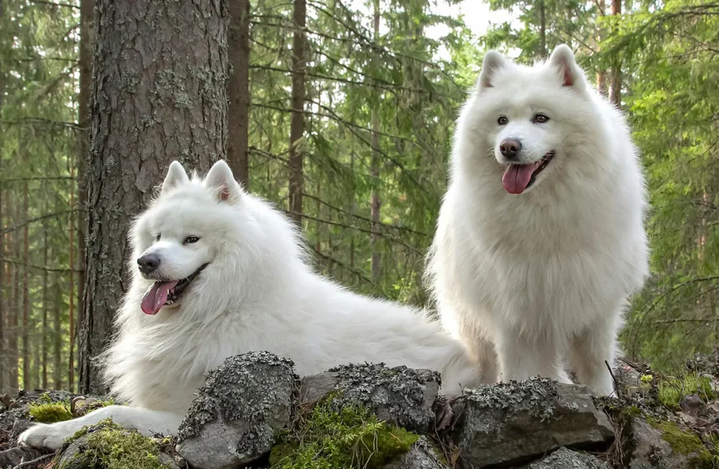 Two majestic white Samoyed dogs resting amongst rocks and trees in a forest, symbolizing the strength, recovery, and overall resilience supported by Amity Premium Dog Dry Food High Performance.