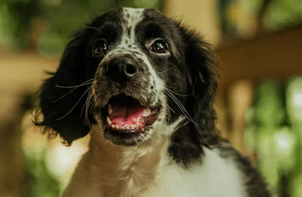 A black and white dog with floppy ears looking happy and healthy, depicting a dog thriving on Amity Super Premium Low Grain Adult Dog Dry Food Iberian Pork, which prioritizes high-quality protein and functional nutrients over unnecessary fillers for better digestion and mobility support.