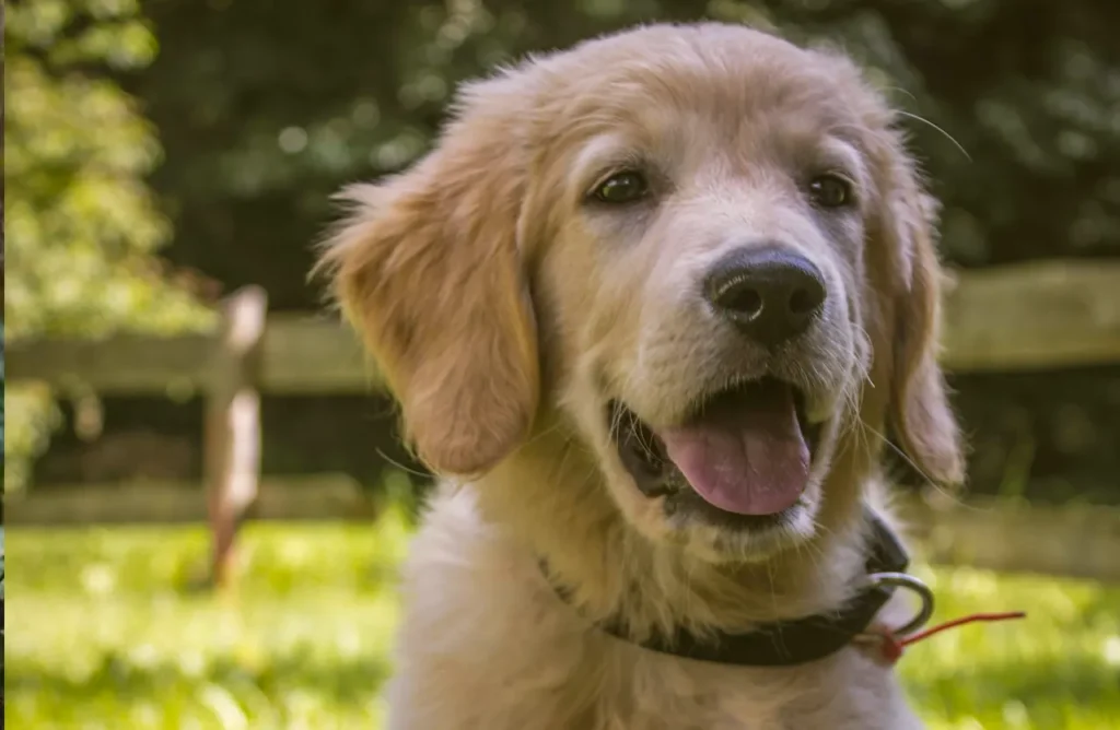 A small, light brown dog with floppy ears, looking up, symbolizing a dog benefiting from Amity Super Premium Low Grain Adult Dog Dry Food Iberian Pork, which is gentle on the stomach for maximum nutrient absorption with ingredients like whole rice, peas, and prebiotics.