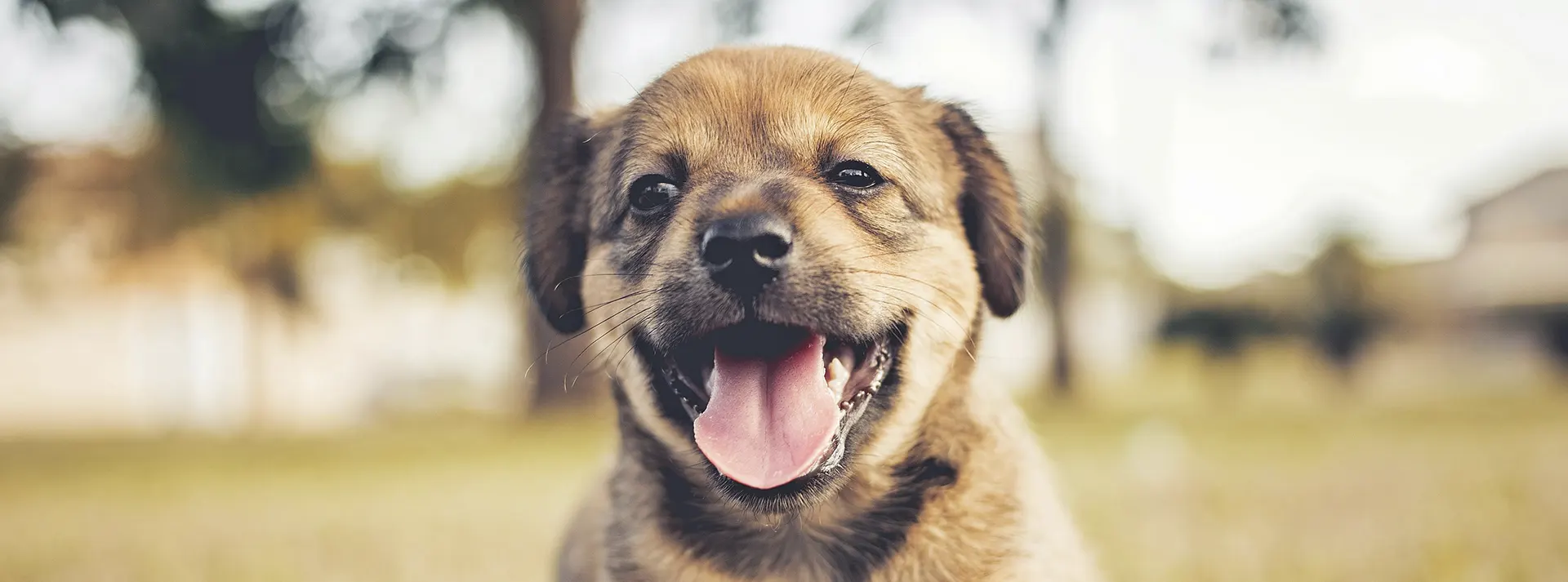 A brown puppy with its tongue out, appearing happy and healthy, representing how Amity Super Premium Low Grain Adult Dog Dry Food Iberian Pork fuels a dog's strength with highly digestible Iberian pork protein.