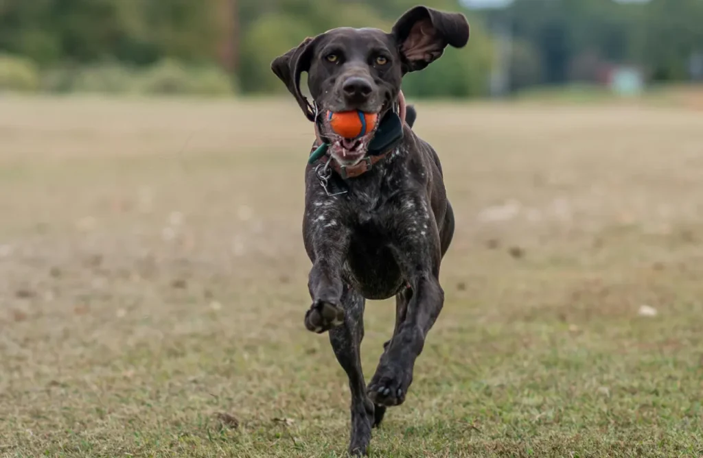 A dark brown dog running towards the camera with a ball in its mouth, representing a dog with enhanced muscle development, joint health, and coat shine from Amity Super Premium Low Grain Adult Dog Dry Food Iberian Pork, which provides complete nutrition for strength, mobility, and long-term wellness.