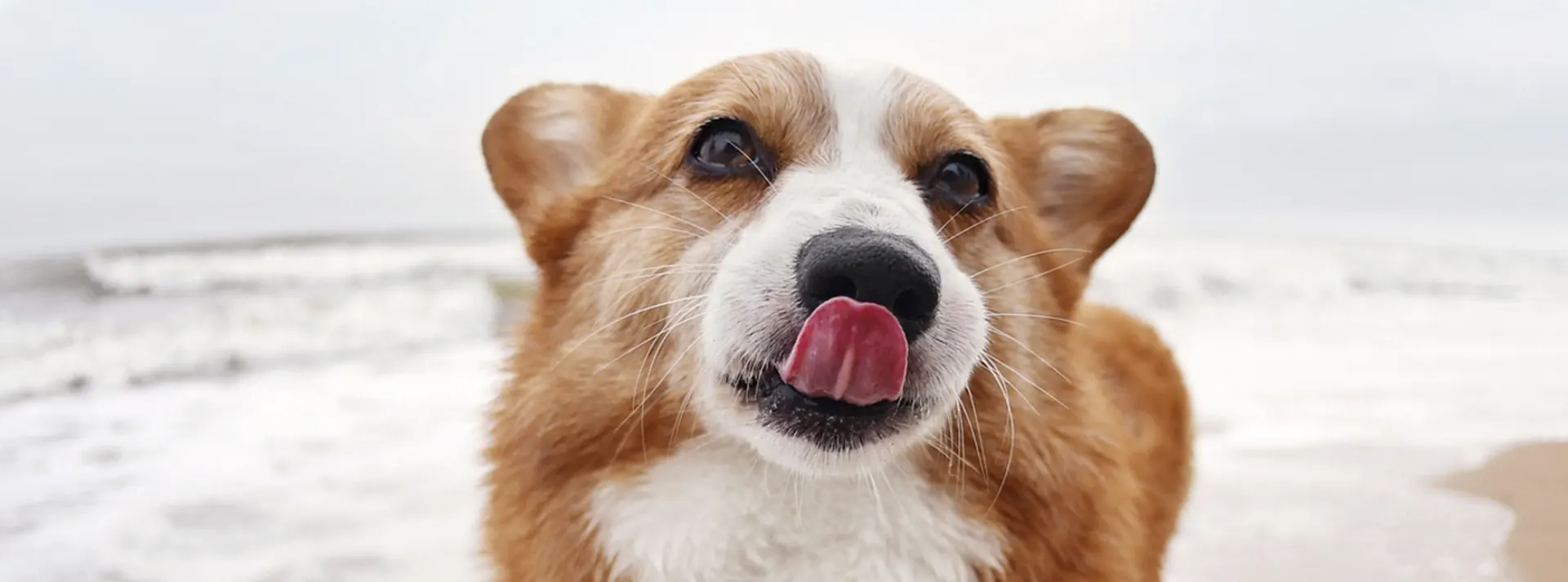 A happy Pembroke Welsh Corgi licking its nose, representing the optimal digestion and mobility benefits of Amity Super Premium Low Grain Adult Dog Dry Food Lamb.
