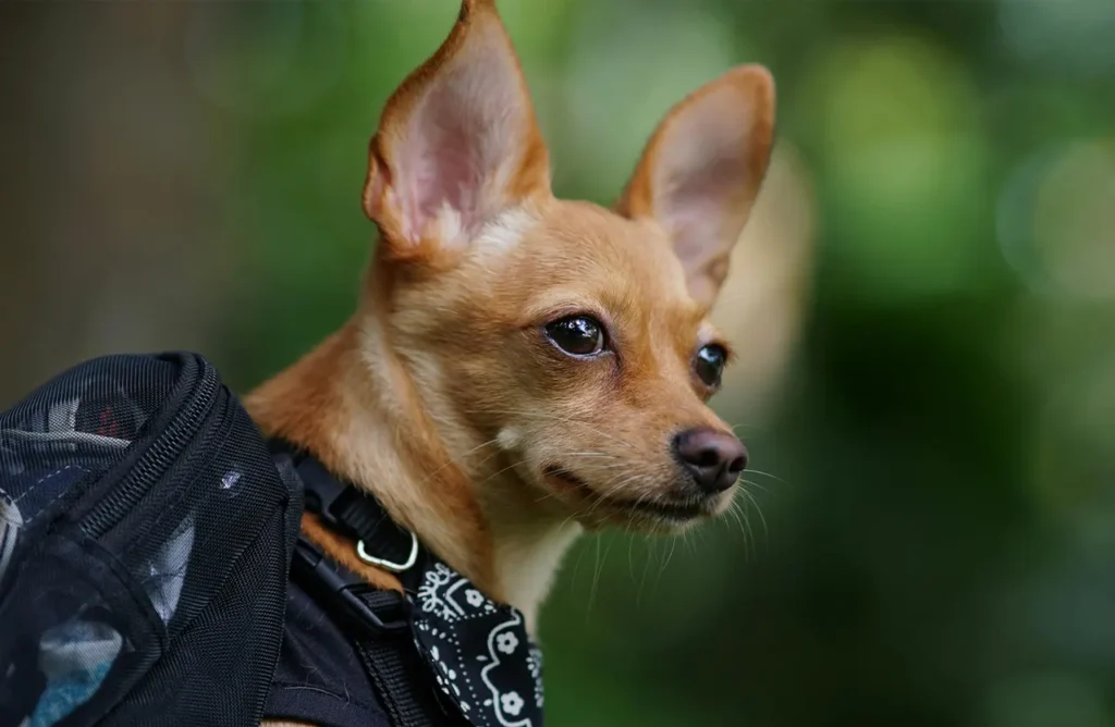 A small Chihuahua peeking out from a carrier, looking alert and content, representing the reliable, everyday nutrition without digestive discomfort offered by Amity Premium Dog Dry Food Iberian Pork & Rice, which ensures muscle strength, optimal digestion, and immune protection.