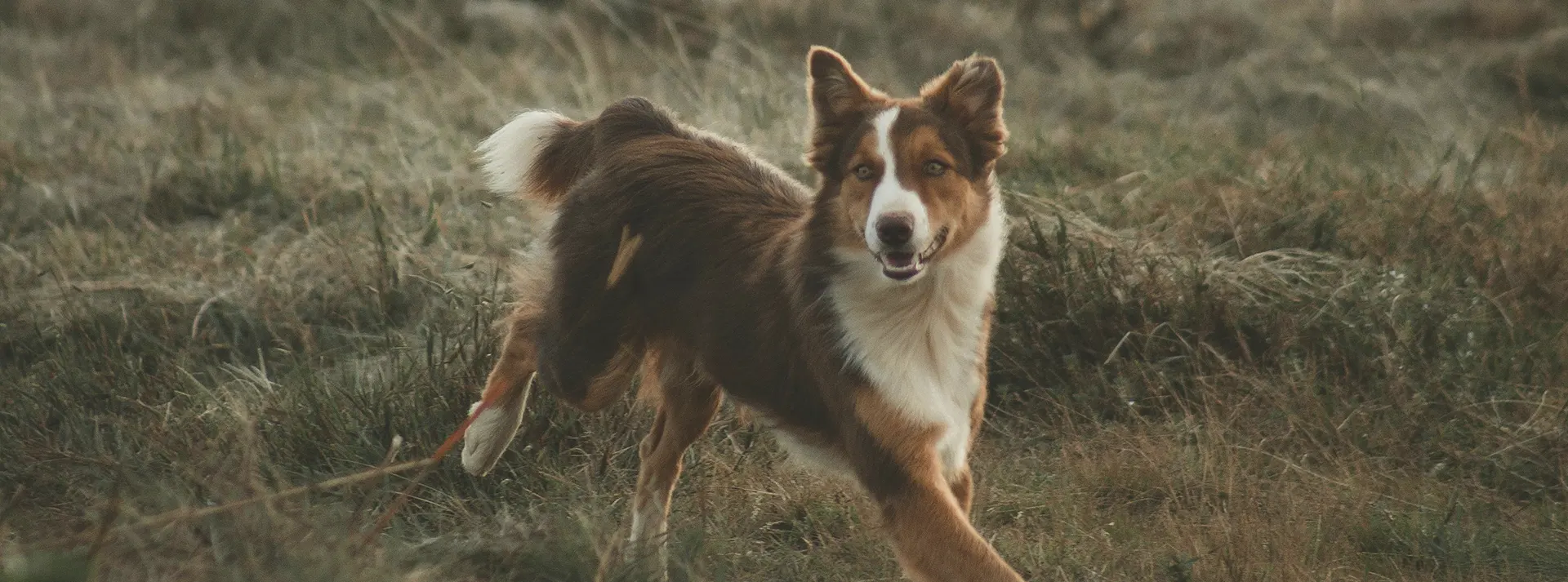 A lively Border Collie, a breed known for its energy, running through a grassy field, representing the vitality and health fostered by Amity Premium Dog Dry Food Iberian Pork & Rice, which is gentle on the stomach and packed with nutrition.